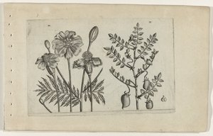 Tagetes a cizrna Cognoscite lilia (název série) od Crispijn van de Passe (I) (attributed to)