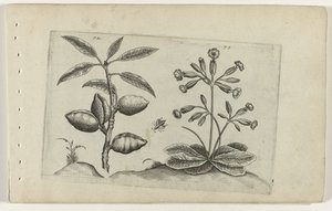 Amandelboom en gulden sleutelbloem Know the Lilies (název série) od Crispijn van de Passe (I) (attributed to)