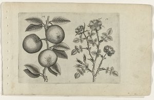 Apple a pes růže Cognoscite lilia (název série) od Crispijn van de Passe (I) (attributed to)