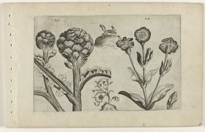 Artisjok en prikneus Know the Lilies (název série) od Crispijn van de Passe (I) (attributed to)