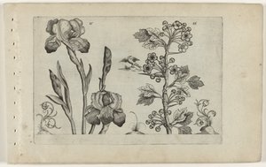 Bardiris a coralmeidoorn Cognoscite Lily (název série) od Crispijn van de Passe (I) (attributed to)