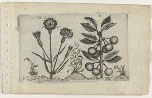 Bolderik en zure kers Know the Lilies (název série) od Crispijn van de Passe (I) (attributed to)