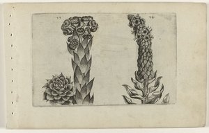 Thunderblade a divizna Cognoscite lilia (název série) od Crispijn van de Passe (I) (attributed to)