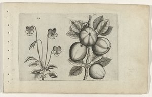 Tricolor fialová a jablko Cognoscite lilia (název série) od Crispijn van de Passe (I) (attributed to)