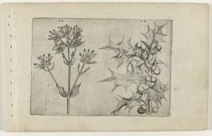 Centaury(?) a Holly Cognoscite lilia (název série) od Crispijn van de Passe (I) (attributed to)