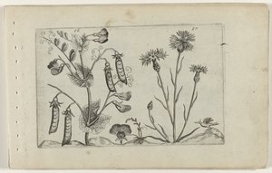 Erwt en kořenbloem Know the Lilies (název série) od Crispijn van de Passe (I) (attributed to)