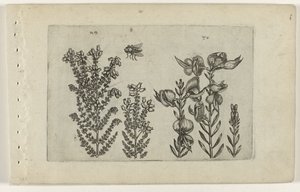 Vřes obecný a košťálový keř Cognoscite lilia (název série) od Crispijn van de Passe (I) (attributed to)