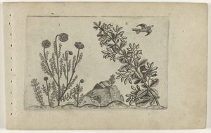 Gewone kamille en zuurbes Know the Lilies (název série) od Crispijn van de Passe (I) (attributed to)