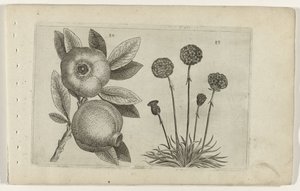 Granaatappel en Engels gras Know the Lilies (název série) od Crispijn van de Passe (I) (attributed to)