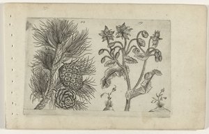 Grove den en bernagie Know the Lilies (název série) od Crispijn van de Passe (I) (attributed to)