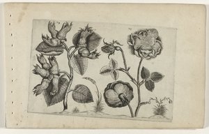 Hazelaar v růžích Cognoscite Lily (název série) od Crispijn van de Passe (I) (attributed to)