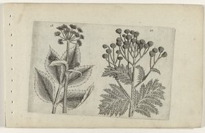 Hertswortel en boerenwormkruid Know the Lilies (název série) od Crispijn van de Passe (I) (attributed to)