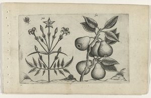 Jasmín a hruška Cognoscite lilia (název série) od Crispijn van de Passe (I) (attributed to)
