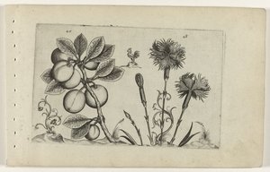 Kerspruit en tuinanjer Know the Lilies (název série) od Crispijn van de Passe (I) (attributed to)
