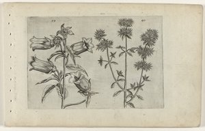Mariette hodiny a majoránka Cognoscite lilia (název série) od Crispijn van de Passe (I) (attributed to)