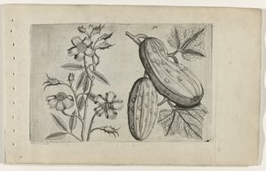 Muskusroos en komkor Know the Lilies (název série) od Crispijn van de Passe (I) (attributed to)
