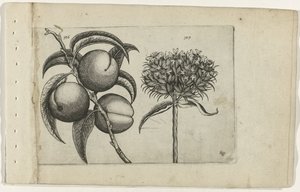 Broskev a spalující láska Cognoscite lilia (název série) od Crispijn van de Passe (I) (attributed to)