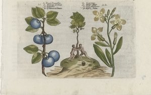 Pruim en muurbloem Pruna Damasena / Leucojum (název na objektu) Know the Lilies (název série) od Crispijn van de Passe (I) (attributed to)