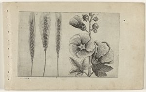 Rogge en stokroos Know the Lilies (název série) od Crispijn van de Passe (I) (attributed to)