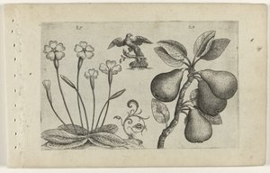 Sleutelbloem en peer Know the Lilies (název série) od Crispijn van de Passe (I) (attributed to)