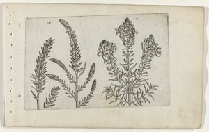 Tamaryšek ve vlasbekje Know the Lilies (název série) od Crispijn van de Passe (I) (attributed to)
