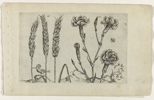 Tarwe en tuinanjer Know the Lilies (název série) od Crispijn van de Passe (I) (attributed to)