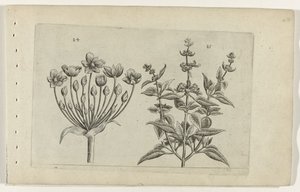 Květ labutě a malá květovaná šalvěj Cognoscite lilia (název série) od Crispijn van de Passe (I) (attributed to)