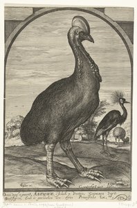 Cassowary, kterou přinesl Willem Jacobsz. z Východní Indie a dán princi Mauritsovi, 1614 od Crispijn van den Queborn (attributed to)