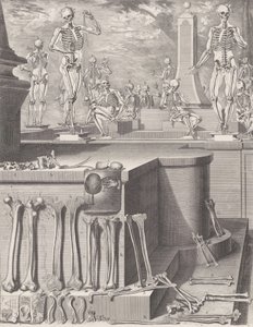 Deska pro ‚Atlas Anatomico‘ nezveřejněna, Deska ca. 1680-9..., Deska ca. 1680-94, vytištěno 1740. od Crisóstomo Martínez