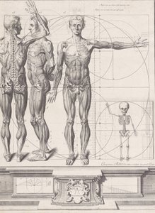 Deska pro ‚Atlas Anatomico‘ nezveřejněna, Deska ca. 1680-9..., Deska ca. 1680-94, vytištěno 1740. od Crisóstomo Martínez