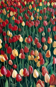 Tulipány, 2010 (akryl na papíře)