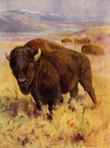 V ZOO: Bison (barevný litho)