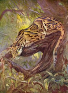 V zoo: Leopard obláčkový (barva lito)