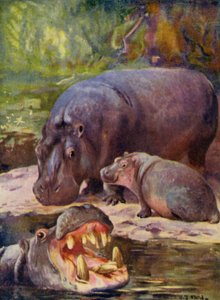 V zoo: Hroch (barevné lito)
