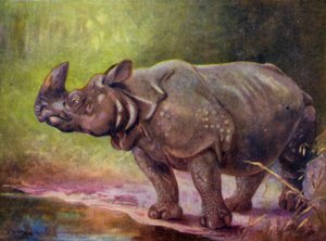 V zoo: Nosorožec (barevný litho)