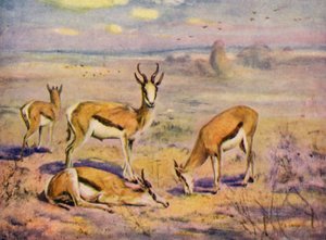 V zoo: Springboks (barevné lito)