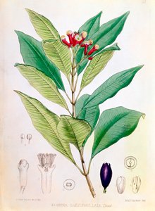 Hřebíček, poupě Syzygium aromaticum Eugenia carophyllata od D Blair