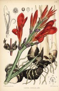 Indický panák, achira nebo meeru, Canna indica (Canna edulis). Ručně kolorovaná litografie od Hanharta podle botanické ilustrace Davida Blaira z Robert Bentley a Henry Trimen