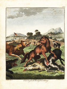 Starý anglický lov vlků. 1792 (rytina)