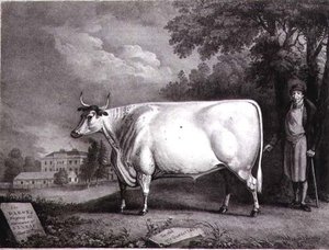Baron, cenný shorthorn (The Nannau White Cow) vyrytý Charlesem Josephem Hullamandelem (1789-1850) 1824