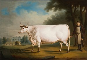 "Vůl Nannau", 1824