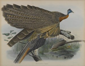Argusianus Grayii (barevné lito) od Daniel Giraud and Gould John Elliott