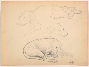 Kresba, Milo (pointer), několik studií, asi 1862 od Daniel Huntington