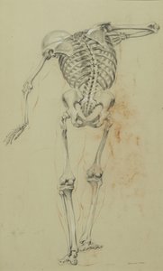 Skeleton Study, cca 1848 (křída a pastelka na hnědém papíře připevněné na kartonu) od Daniel Huntington