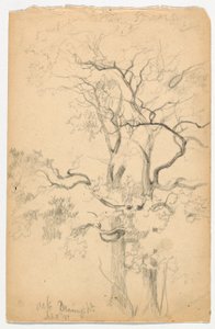 Studie Oaks v Dennings Point od Daniel Huntington