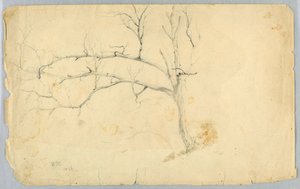 Studie bezlistého stromu od Daniel Huntington