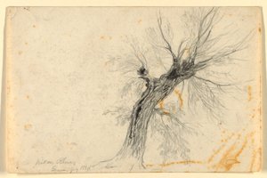 Willow na Rhôně, Ženeva, Švýcarsko od Daniel Huntington