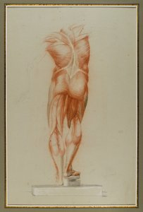 Écorché (Figure Study of Musculature), c.1848 (křída a grafit na papíře) od Daniel Huntington