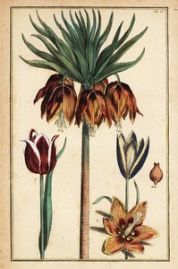 Korunní císařská lilie, Fritillaria imperialis a tulipány, Tulipa gesneriana