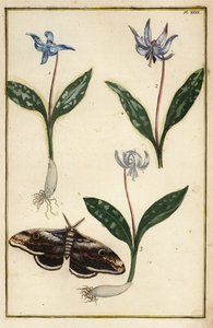 Fialka psího zubu nebo violka psí, Erythronium dens-canis a mol